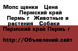 Мопс щенки › Цена ­ 16 000 - Пермский край, Пермь г. Животные и растения » Собаки   . Пермский край,Пермь г.